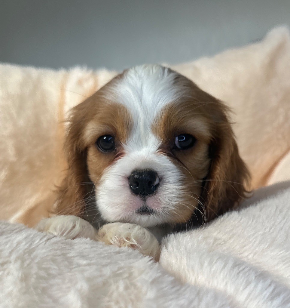 Di Casa Borgo - Chiot disponible  - Cavalier King Charles Spaniel