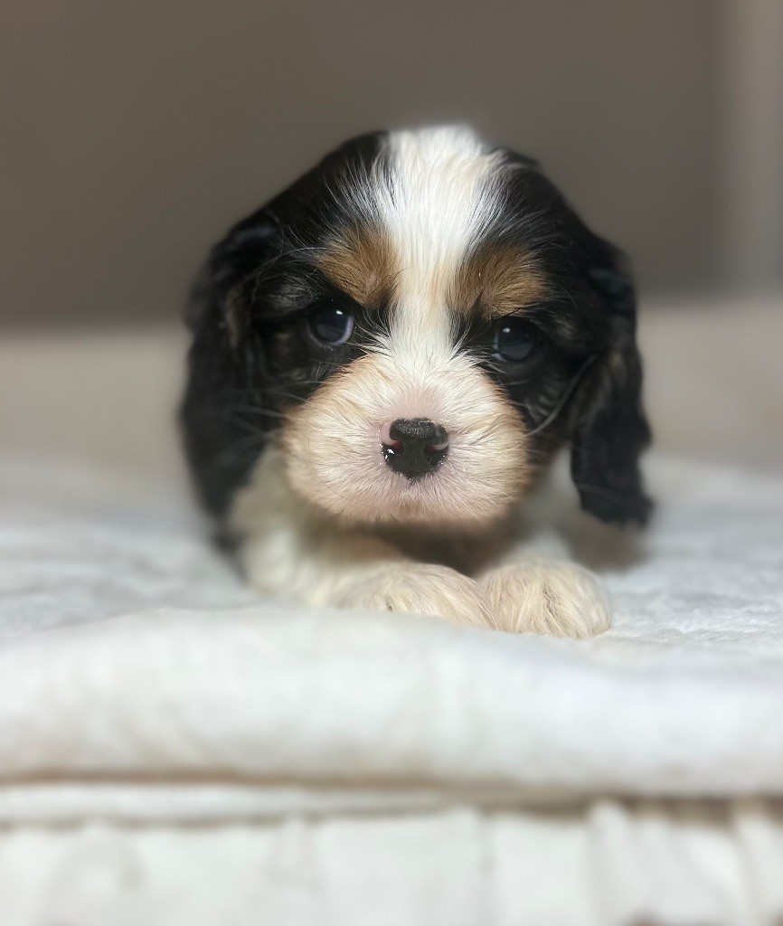 Di Casa Borgo - Chiot disponible  - Cavalier King Charles Spaniel