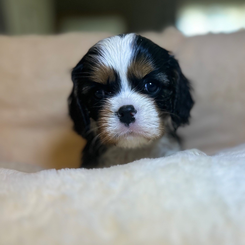 Di Casa Borgo - Chiot disponible  - Cavalier King Charles Spaniel