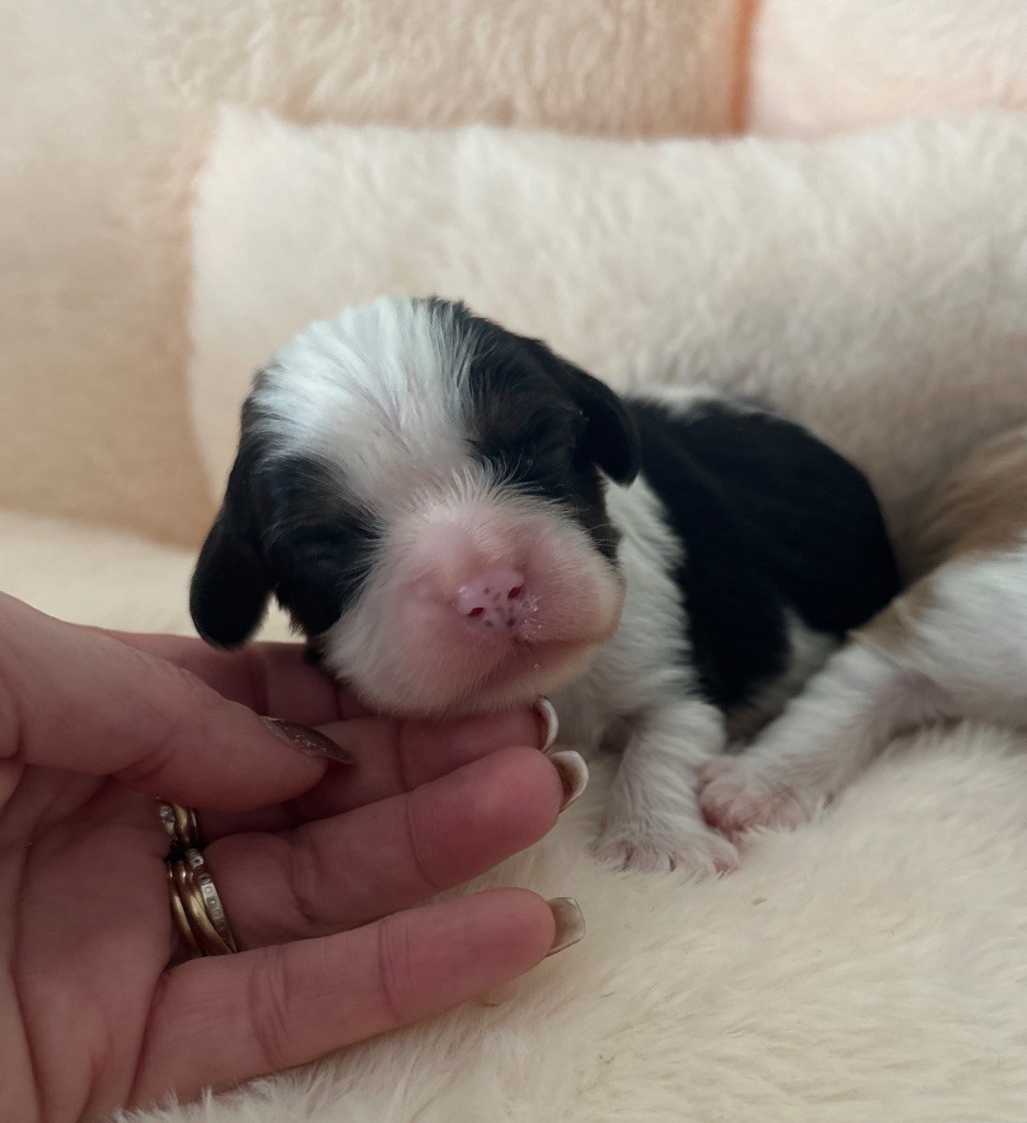 Di Casa Borgo - Chiot disponible  - Cavalier King Charles Spaniel