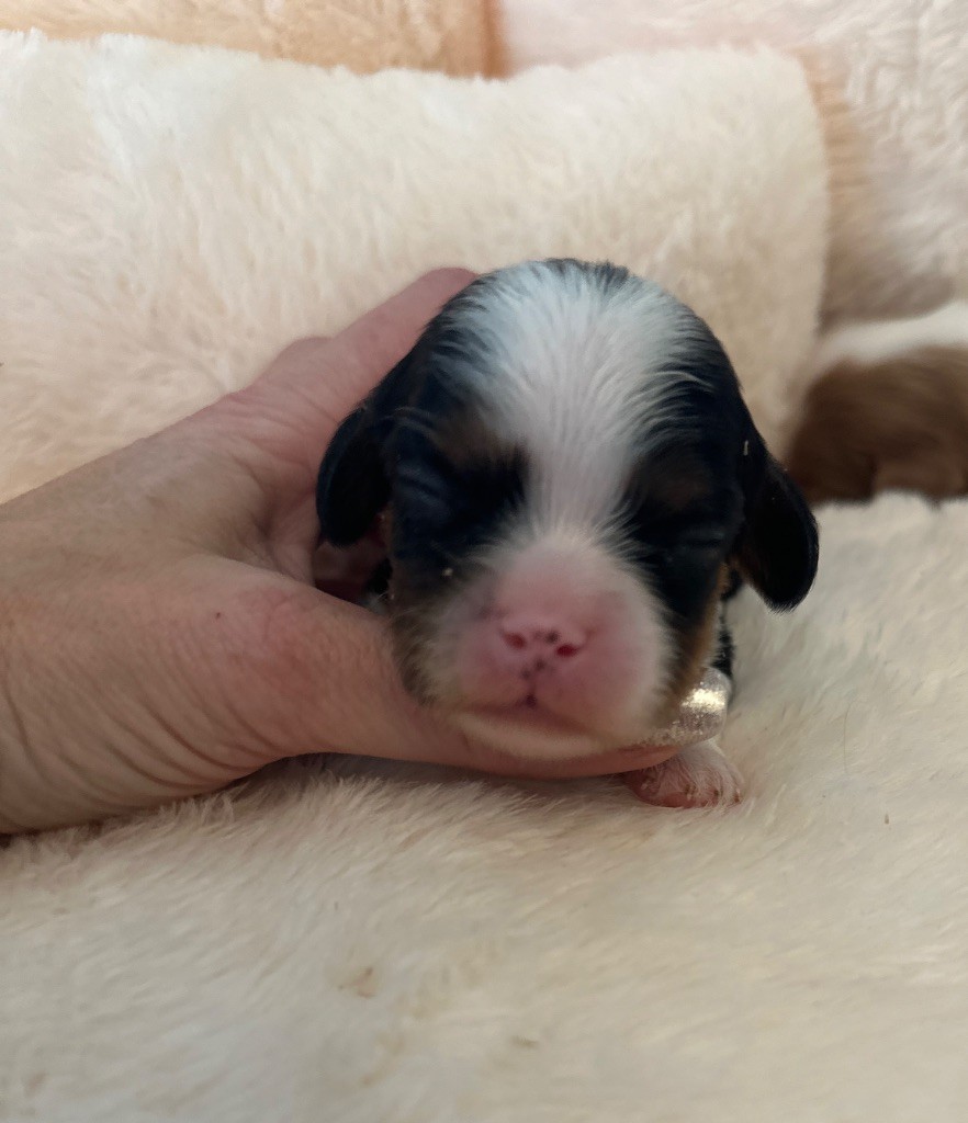 Di Casa Borgo - Chiot disponible  - Cavalier King Charles Spaniel