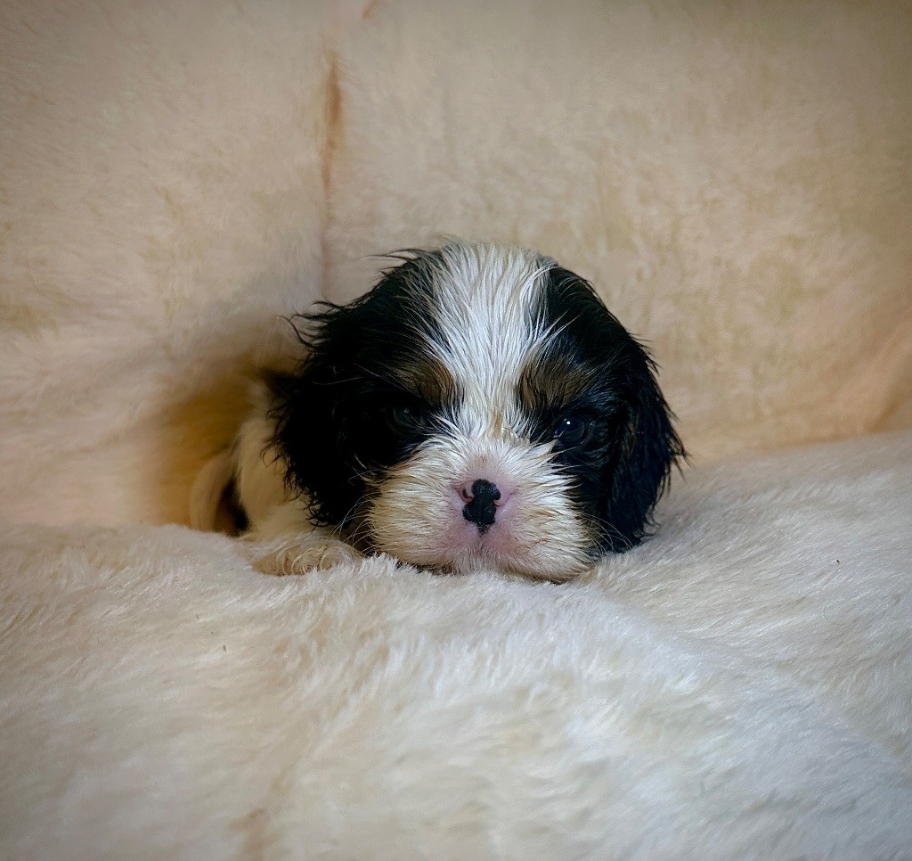 Di Casa Borgo - Chiot disponible  - Cavalier King Charles Spaniel