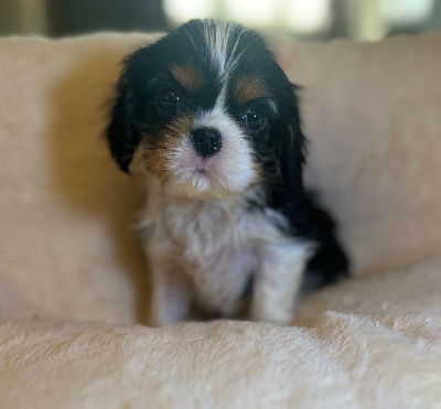 Di Casa Borgo - Cavalier King Charles Spaniel - Portée née le 16/11/2024