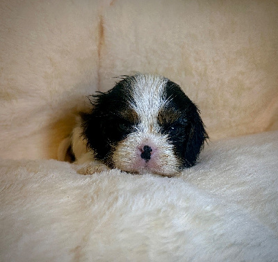 Di Casa Borgo - Cavalier King Charles Spaniel - Portée née le 30/11/2024