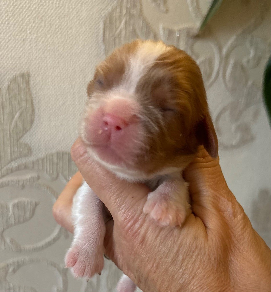 Di Casa Borgo - Chiot disponible  - Cavalier King Charles Spaniel