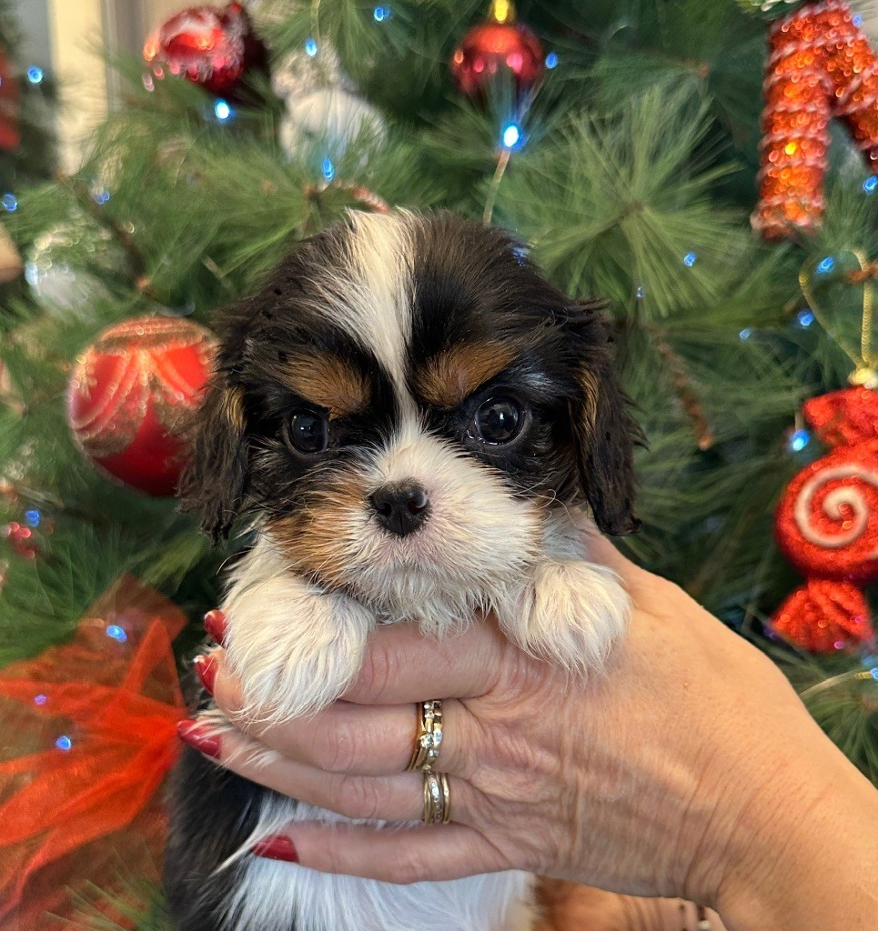 Di Casa Borgo - Chiot disponible  - Cavalier King Charles Spaniel