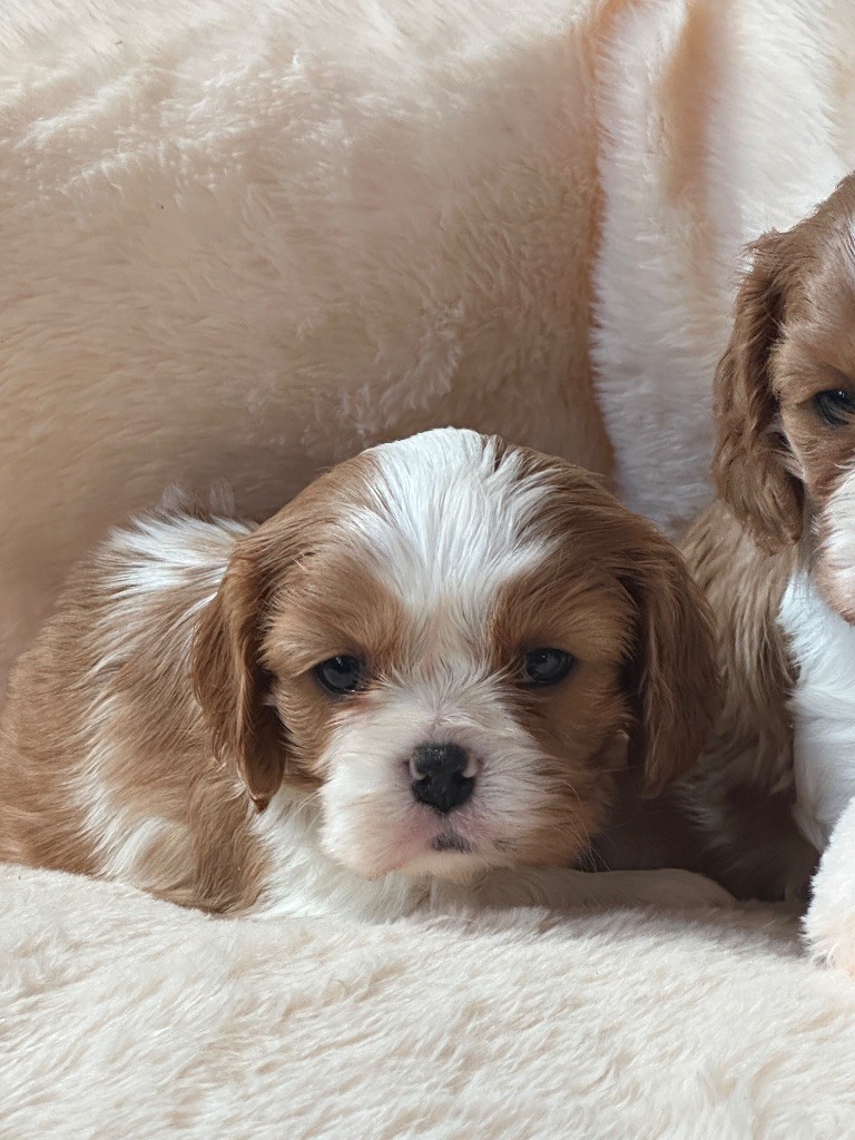 Di Casa Borgo - Chiot disponible  - Cavalier King Charles Spaniel