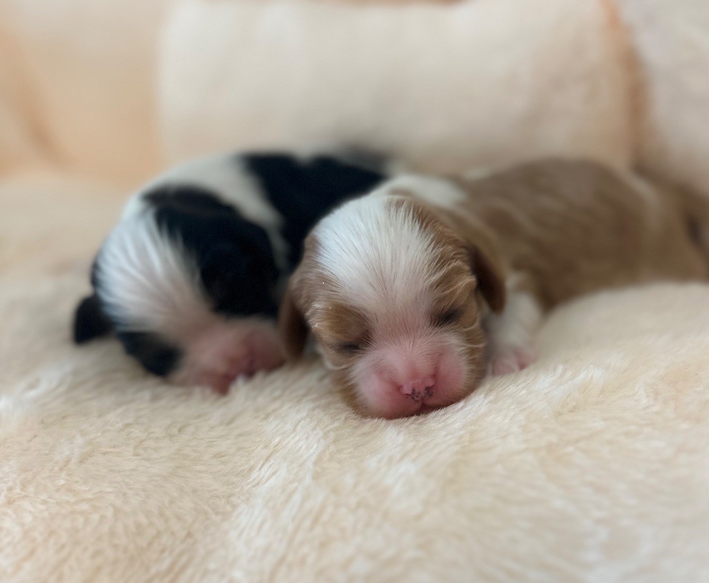 Di Casa Borgo - Chiot disponible  - Cavalier King Charles Spaniel