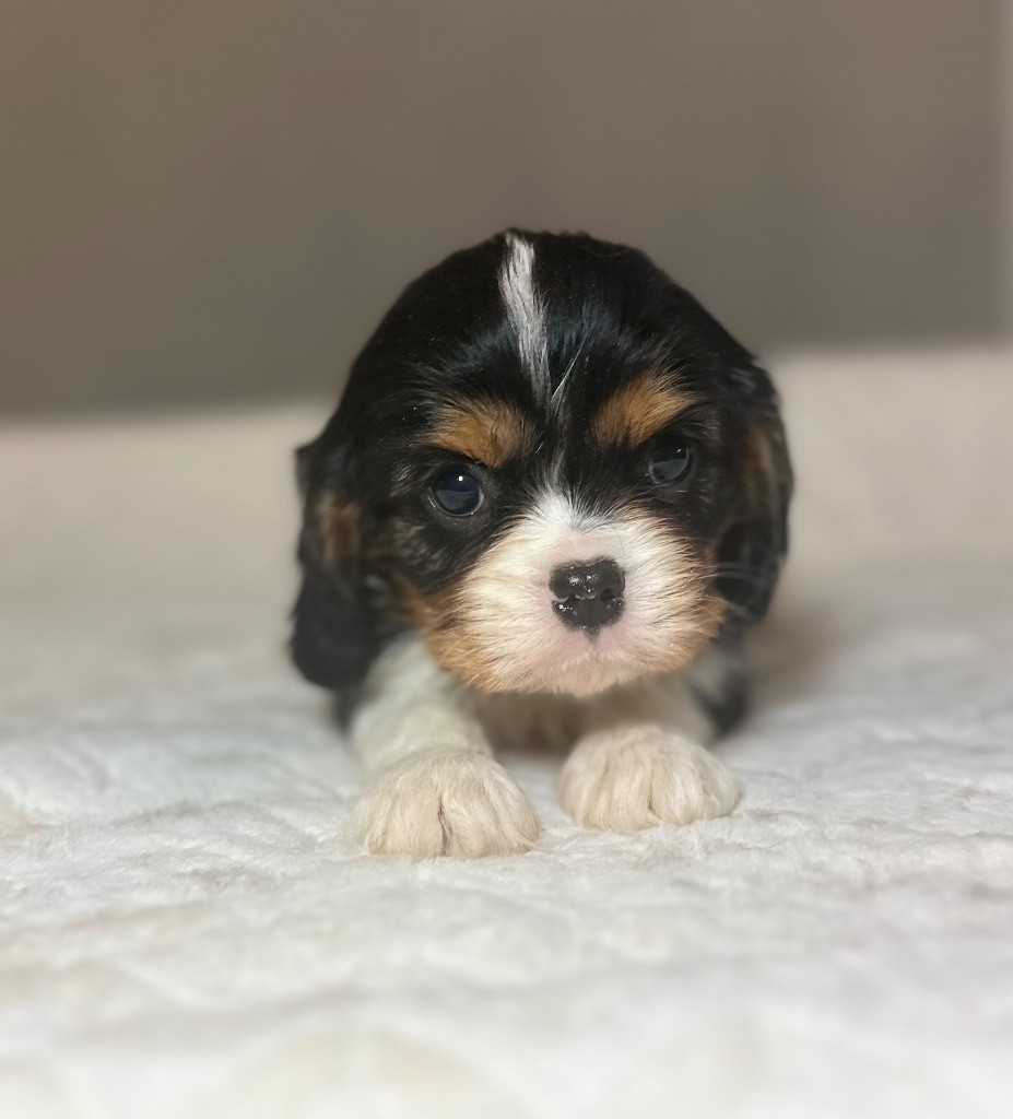 Di Casa Borgo - Chiot disponible  - Cavalier King Charles Spaniel