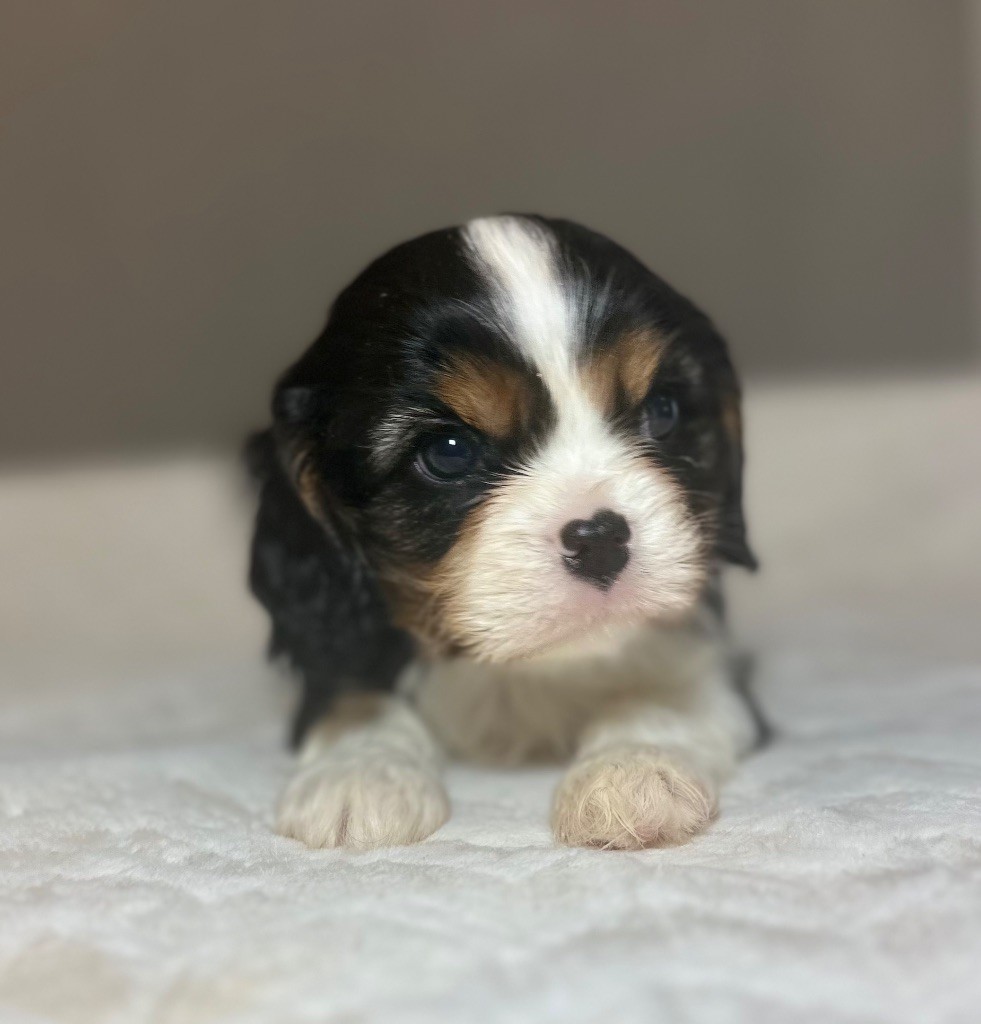 Di Casa Borgo - Chiot disponible  - Cavalier King Charles Spaniel