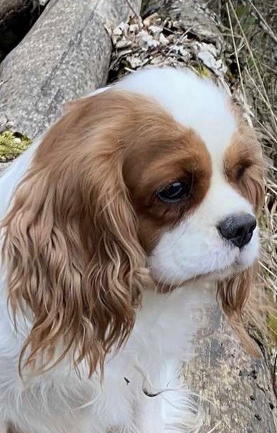 Rosie Di Casa Borgo