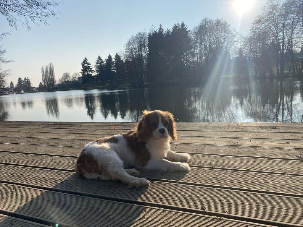 Scarlett Di Casa Borgo