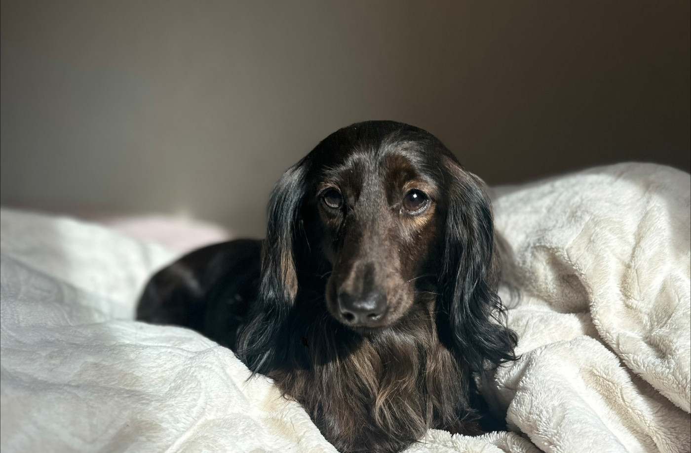 Littl Fut RAYO DEL AMOR