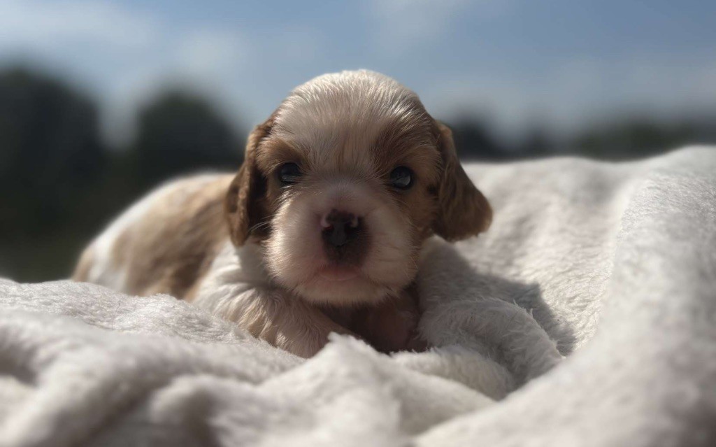 Di Casa Borgo - Chiots disponibles - Cavalier King Charles Spaniel