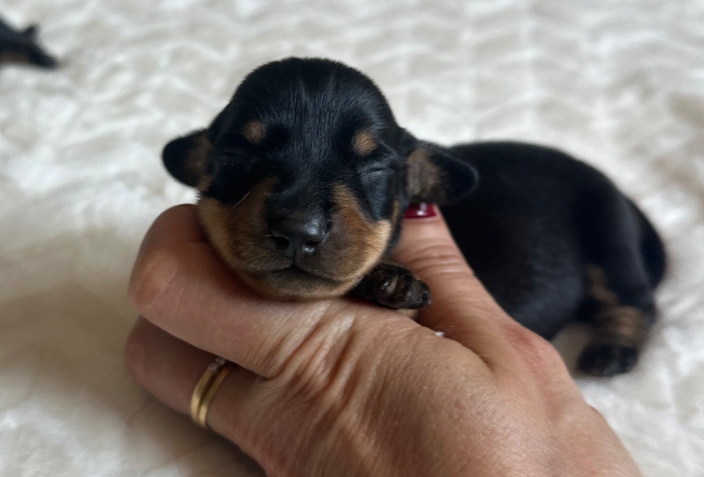 Di Casa Borgo - Chiots disponibles - Teckel poil ras