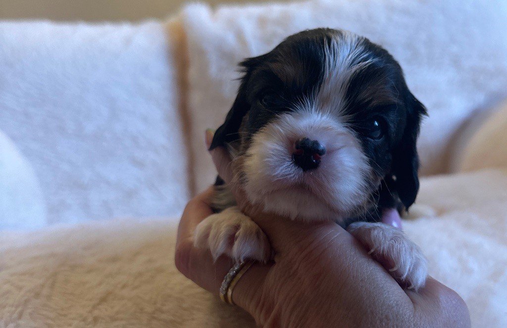 Di Casa Borgo - Chiots disponibles - Cavalier King Charles Spaniel