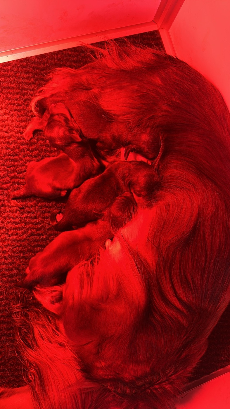 Chiot Teckel poil long Di Casa Borgo