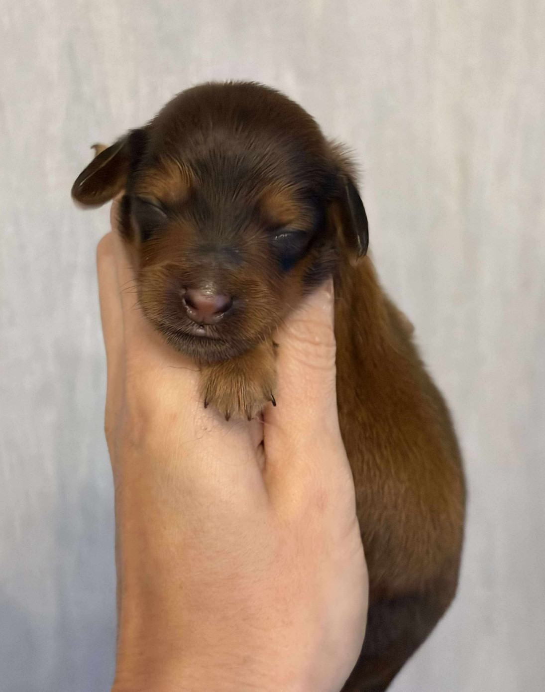 Di Casa Borgo - Chiots disponibles - Teckel poil long