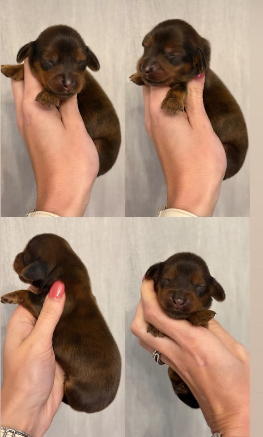 Di Casa Borgo - Chiots disponibles - Teckel poil long