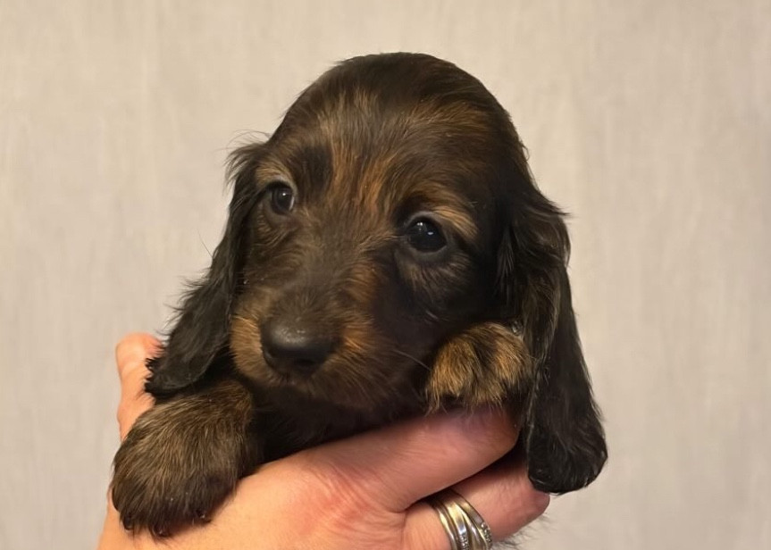 Di Casa Borgo - Chiots disponibles - Teckel poil long