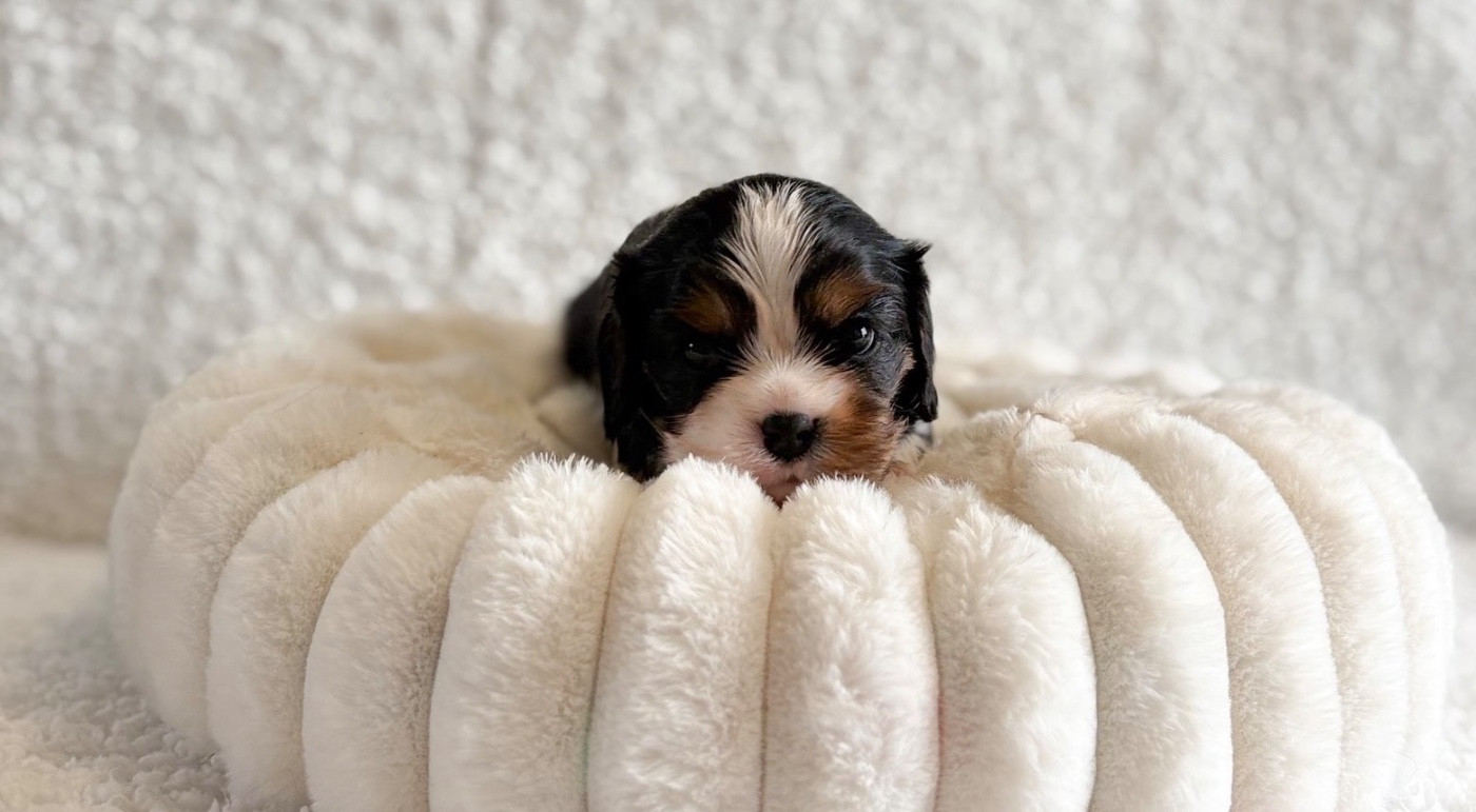 Di Casa Borgo - Chiots disponibles - Cavalier King Charles Spaniel