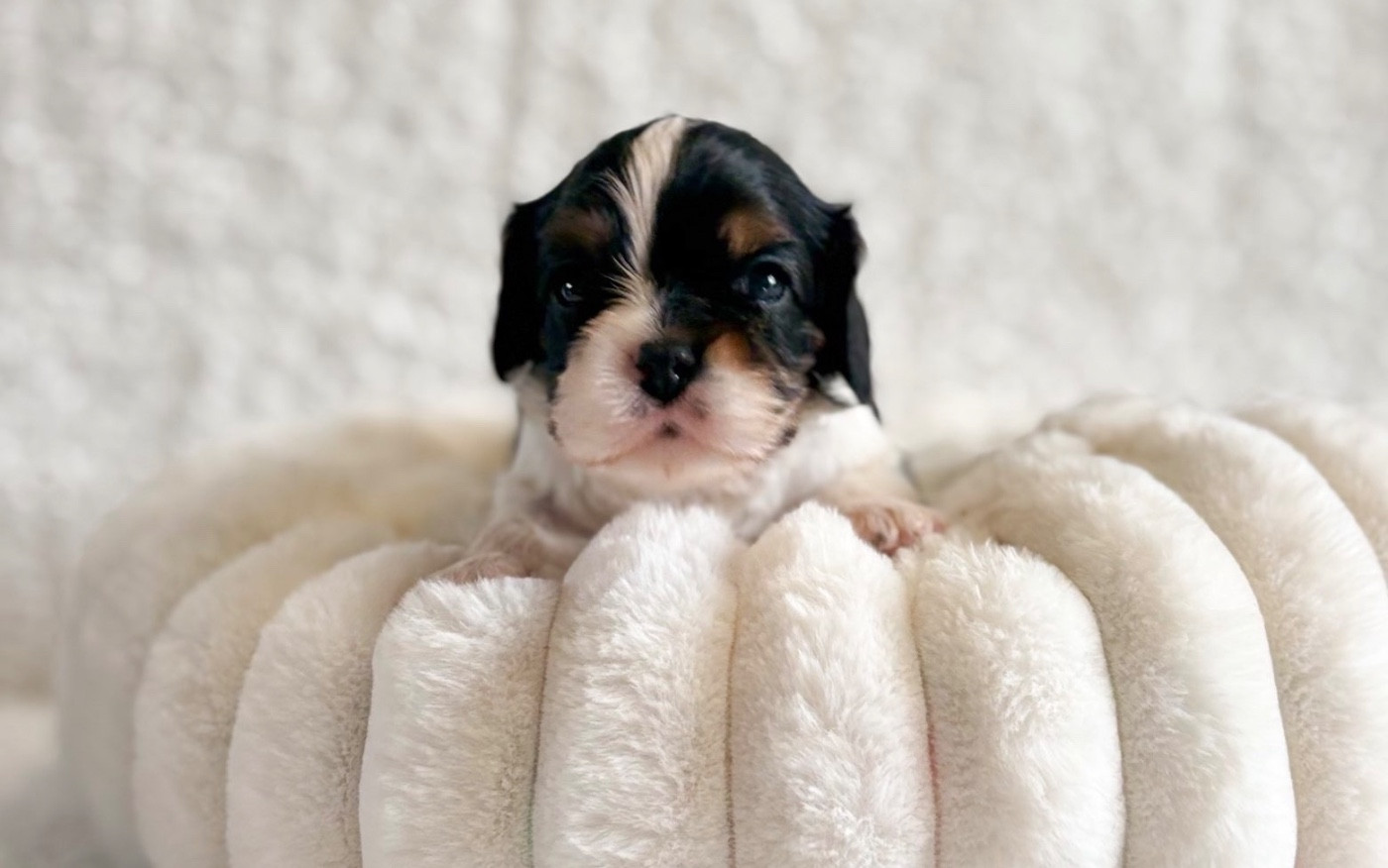 Di Casa Borgo - Chiots disponibles - Cavalier King Charles Spaniel