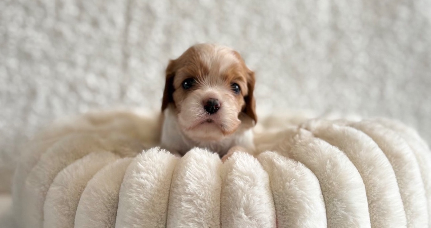 Di Casa Borgo - Chiots disponibles - Cavalier King Charles Spaniel