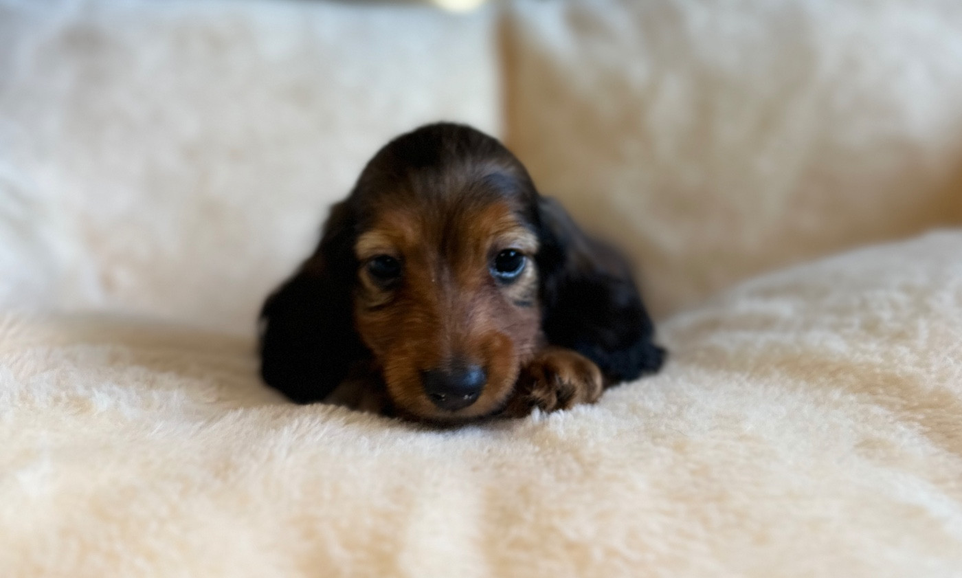 Di Casa Borgo - Chiots disponibles - Teckel poil long