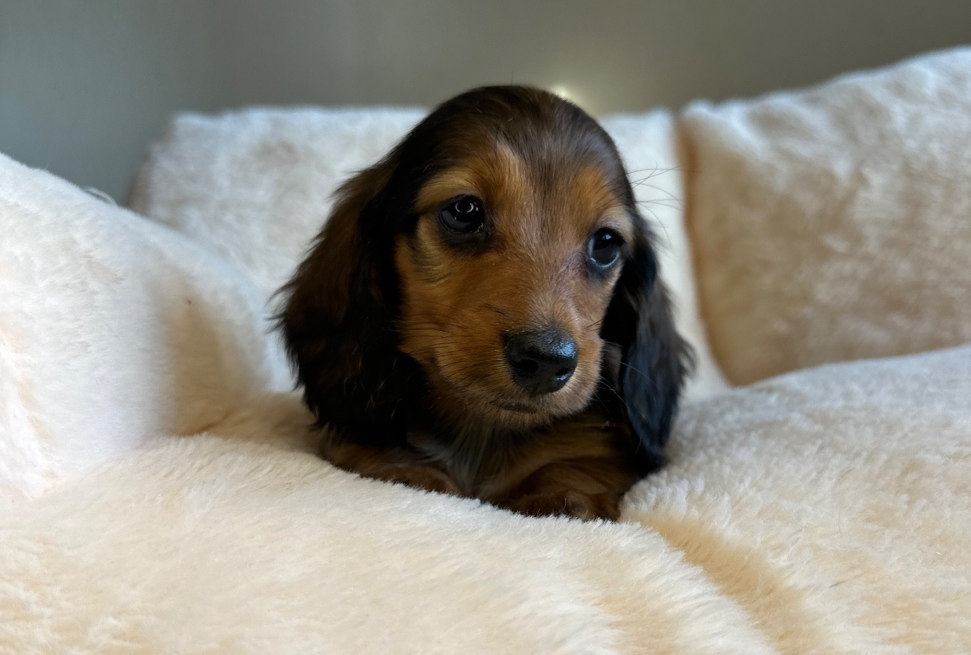 Di Casa Borgo - Chiots disponibles - Teckel poil long