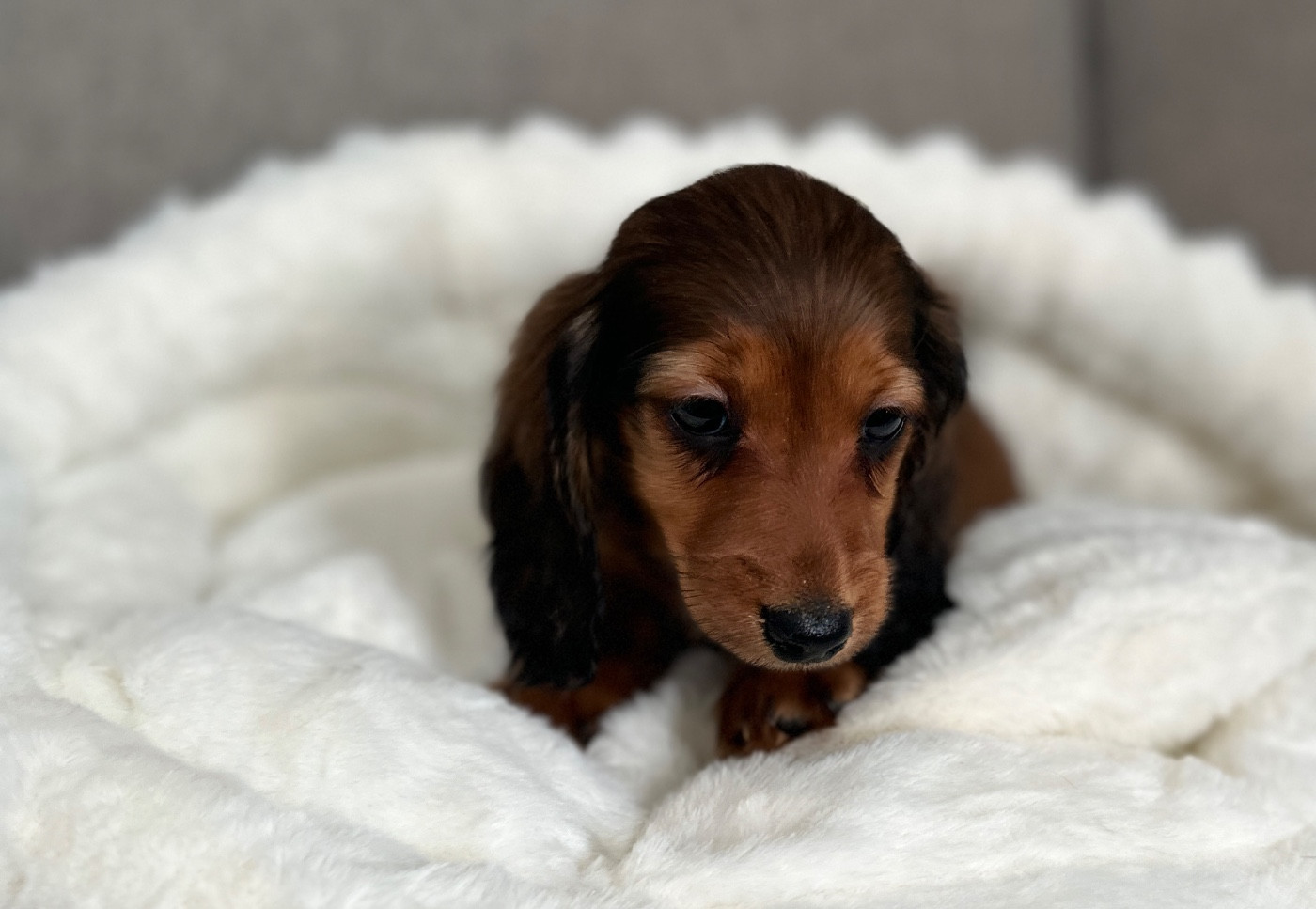 Di Casa Borgo - Chiots disponibles - Teckel poil long