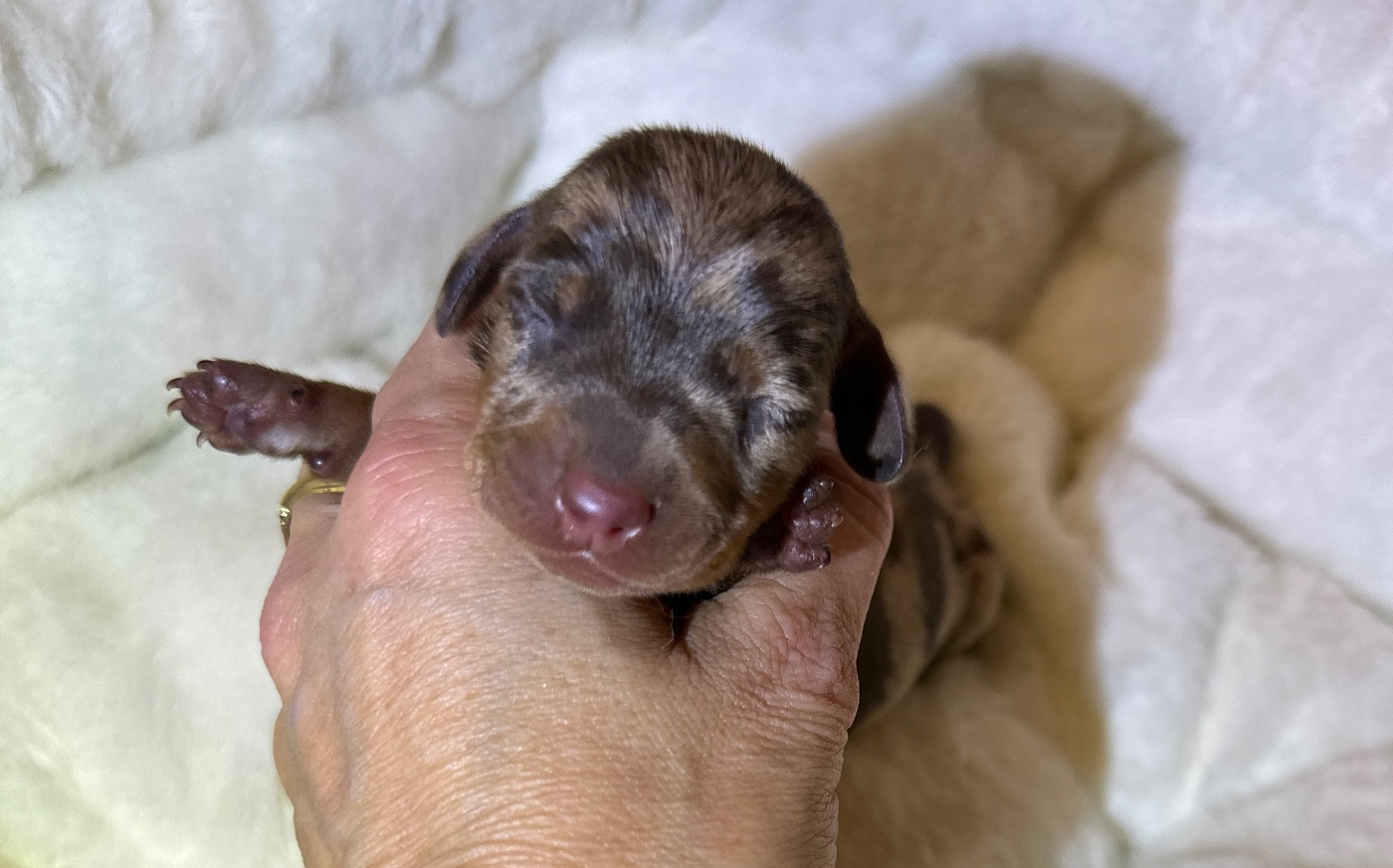 Di Casa Borgo - Chiots disponibles - Teckel poil ras