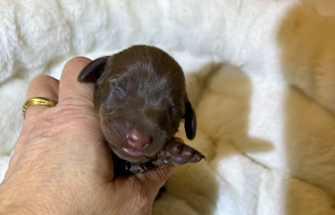 Di Casa Borgo - Chiots disponibles - Teckel poil ras