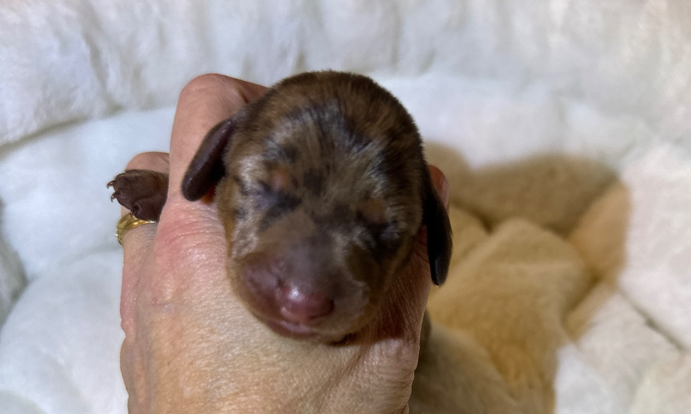 Di Casa Borgo - Chiots disponibles - Teckel poil ras