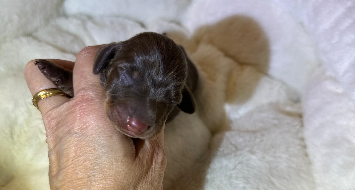 Di Casa Borgo - Chiots disponibles - Teckel poil ras