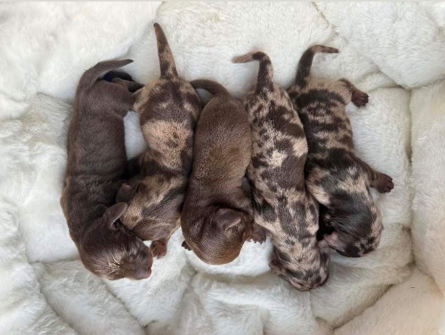 Chiot Teckel poil ras Di Casa Borgo