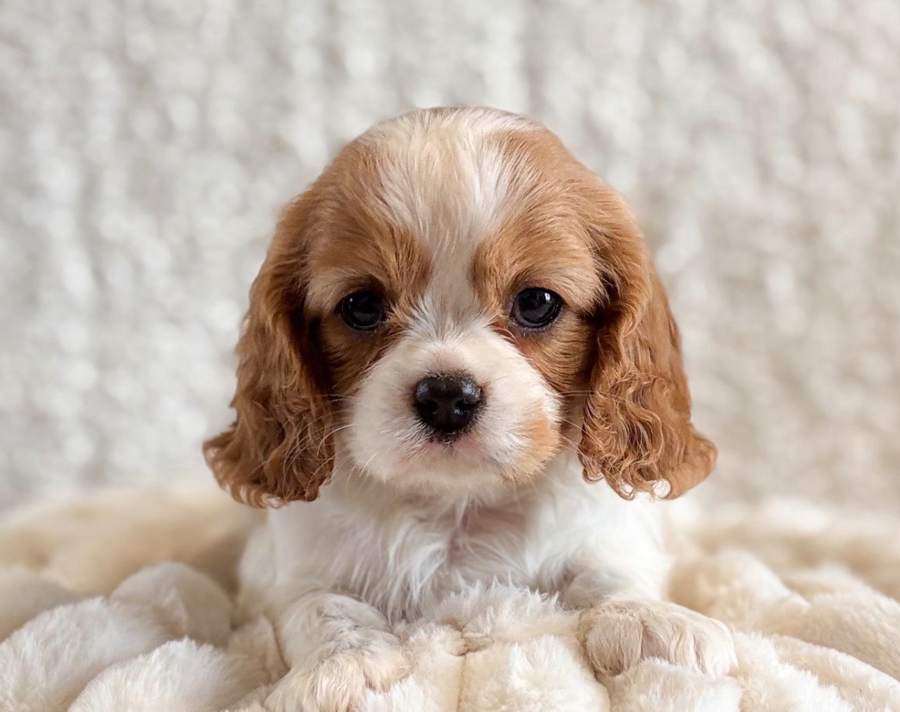Di Casa Borgo - Chiots disponibles - Cavalier King Charles Spaniel