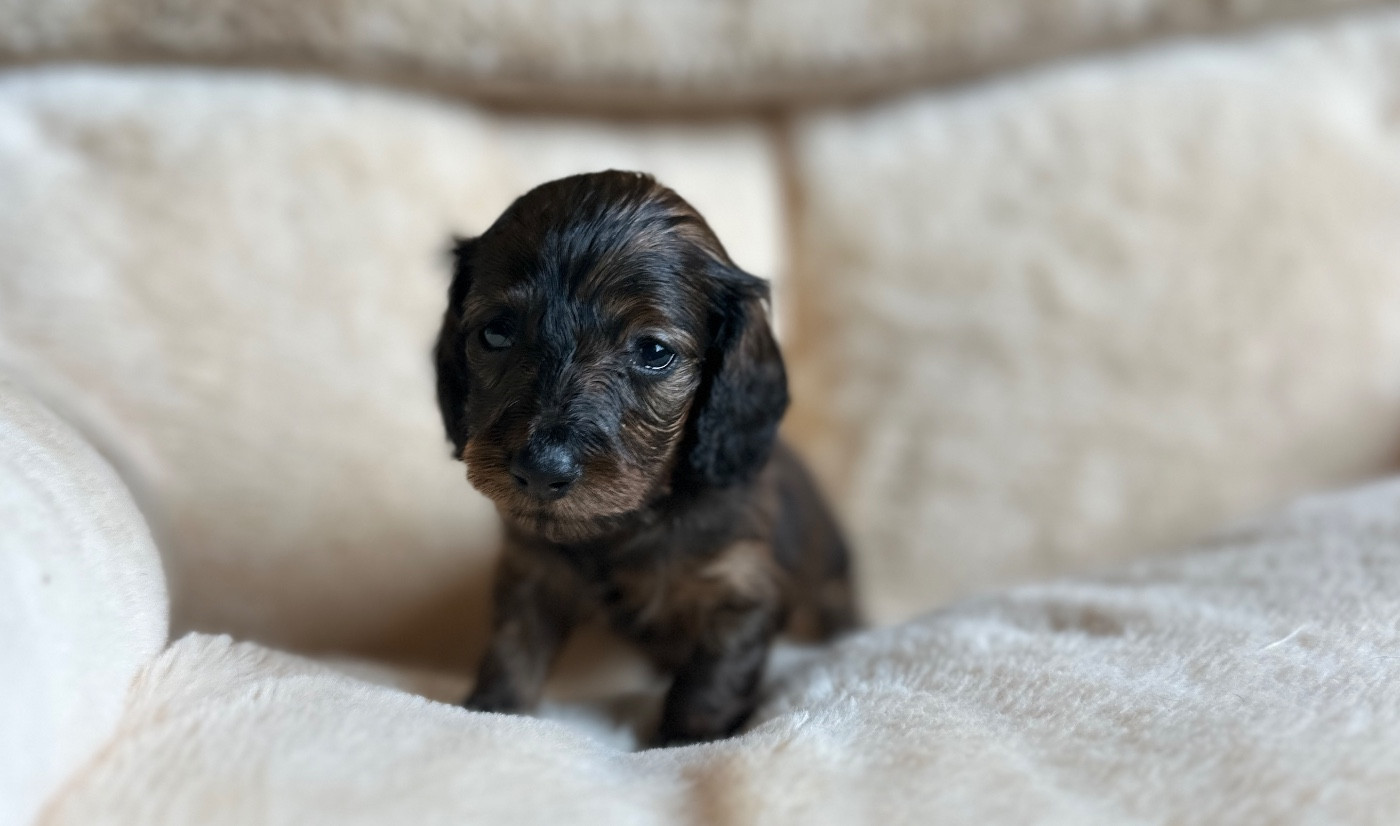 Chiot Teckel poil long Di Casa Borgo