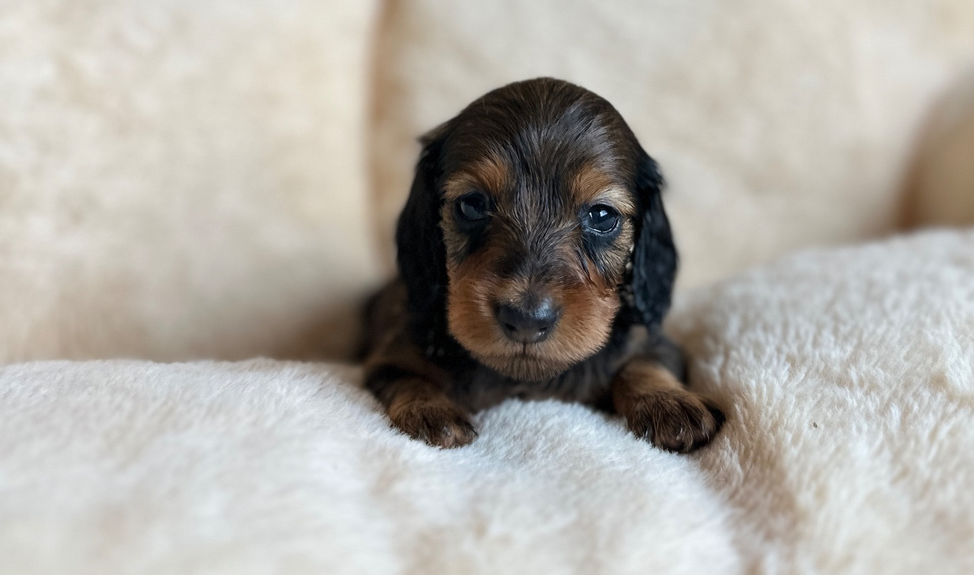 Di Casa Borgo - Chiots disponibles - Teckel poil long