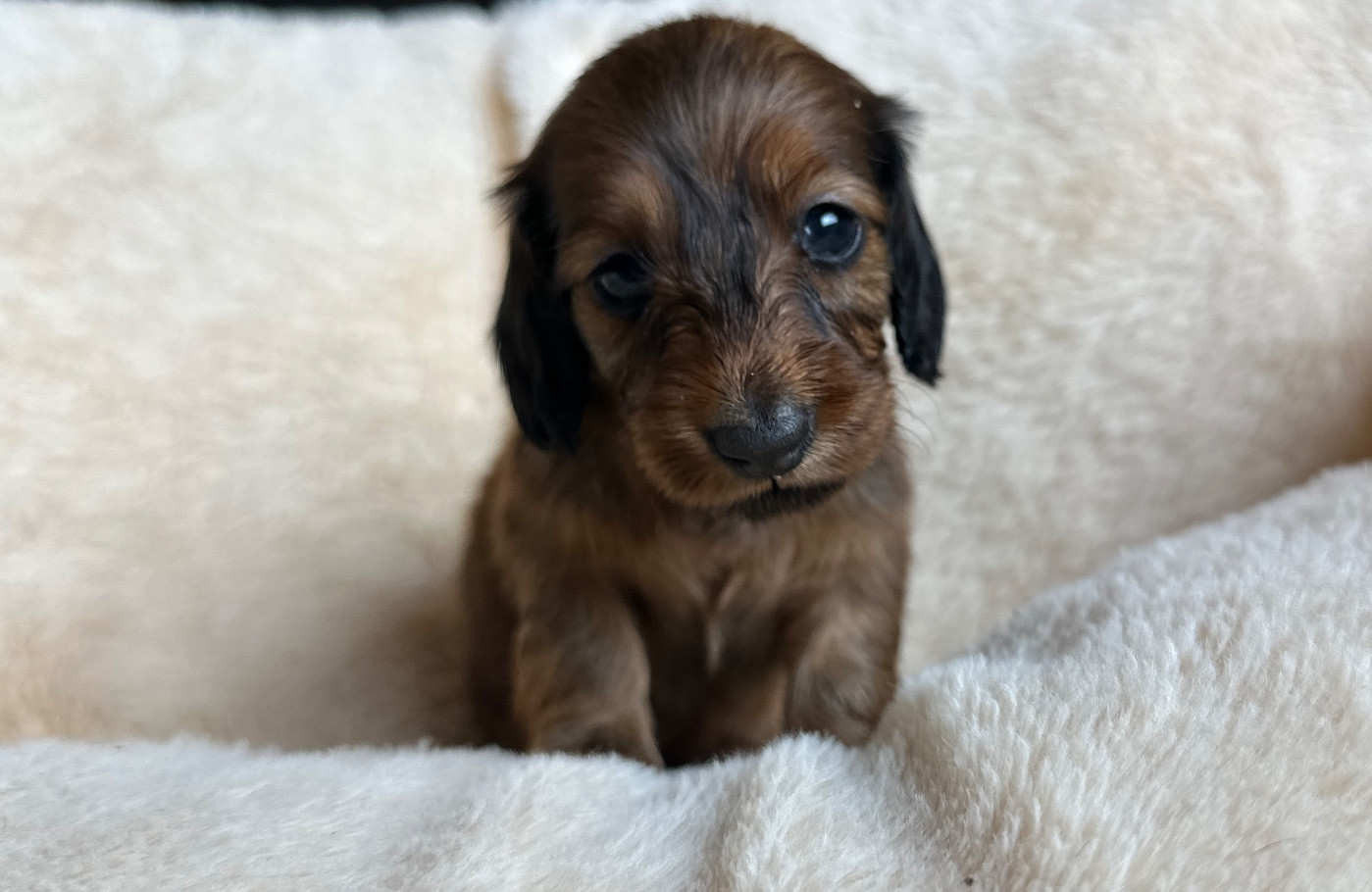 Di Casa Borgo - Chiots disponibles - Teckel poil long