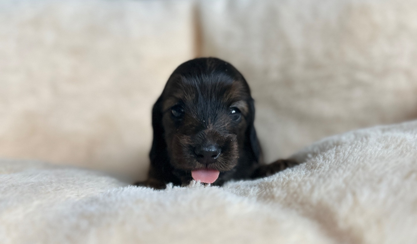 Di Casa Borgo - Chiots disponibles - Teckel poil long