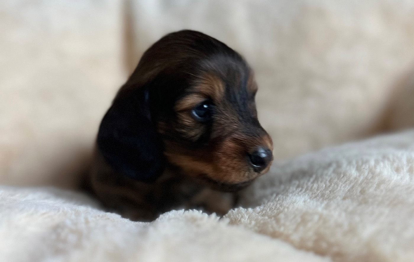 Di Casa Borgo - Chiots disponibles - Teckel poil long