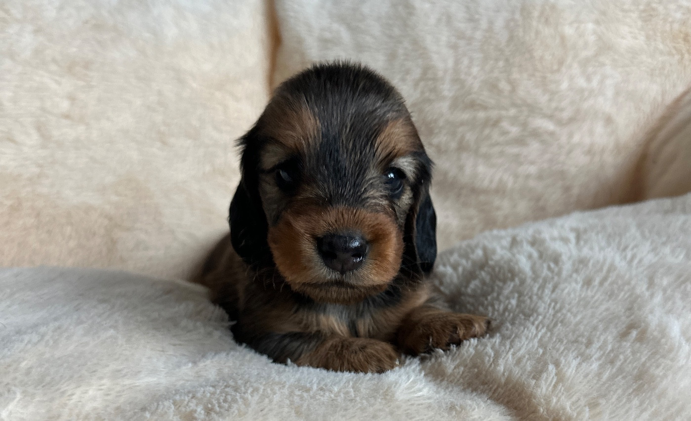 Di Casa Borgo - Chiots disponibles - Teckel poil long