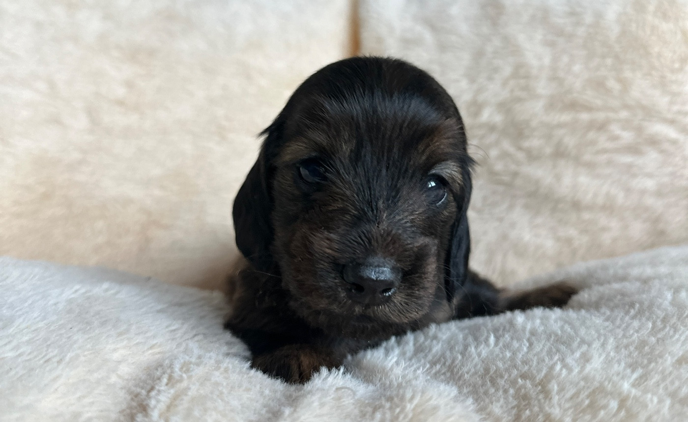 Di Casa Borgo - Chiots disponibles - Teckel poil long