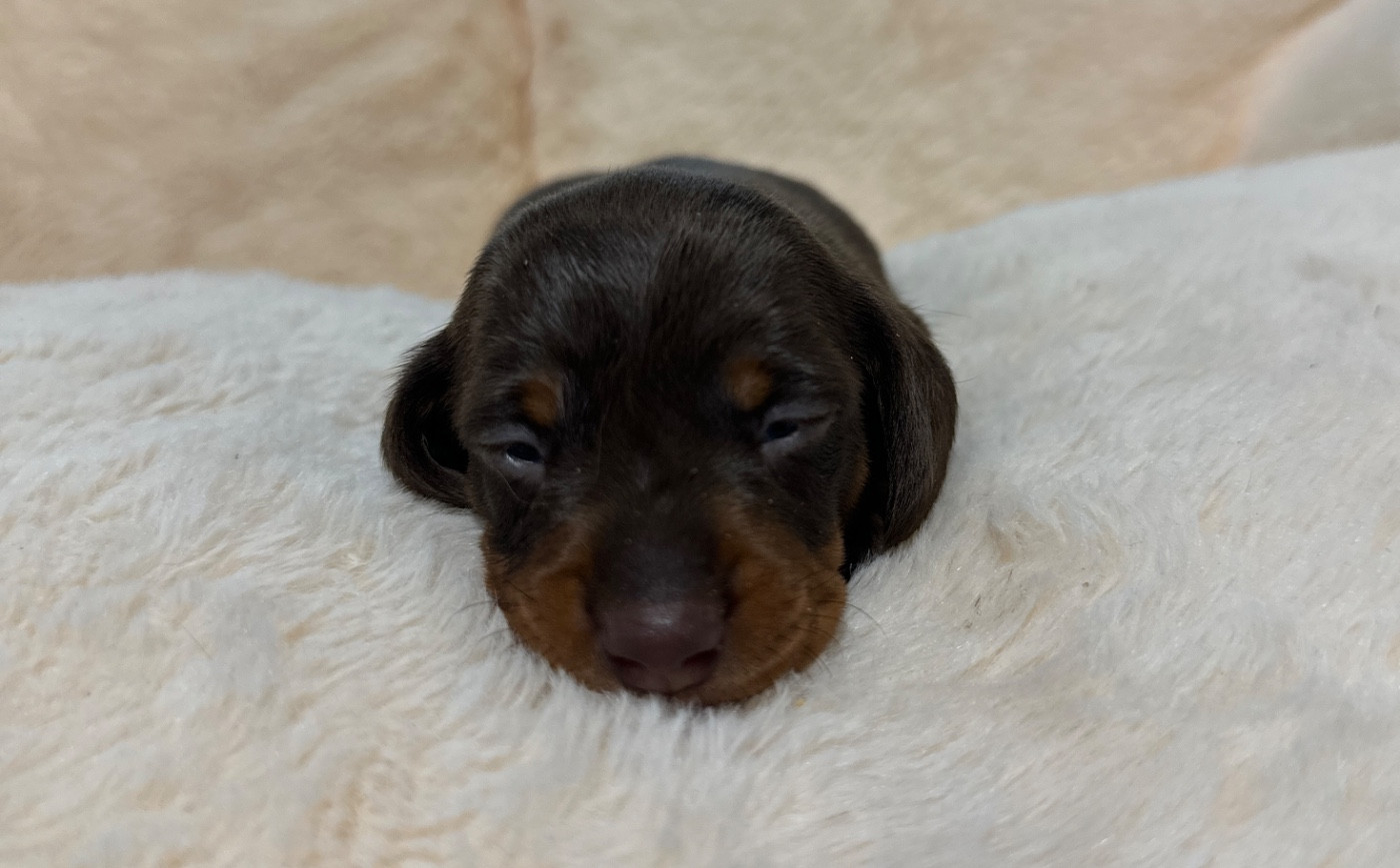 Di Casa Borgo - Chiots disponibles - Teckel poil ras