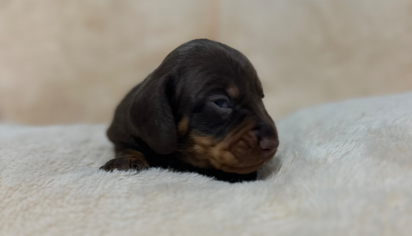 Di Casa Borgo - Chiots disponibles - Teckel poil ras