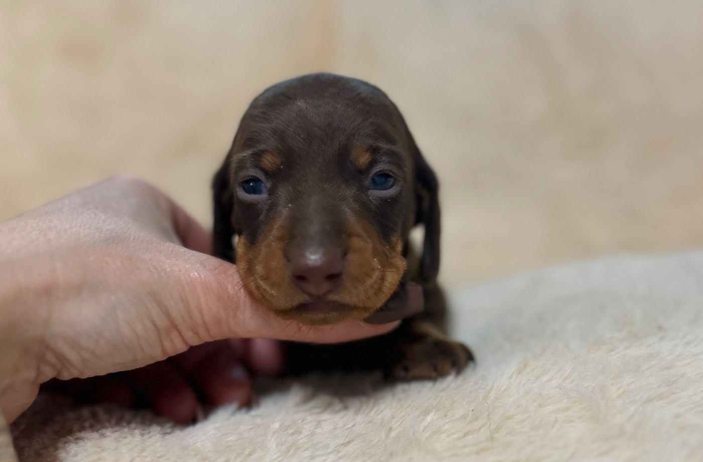 Di Casa Borgo - Chiots disponibles - Teckel poil ras