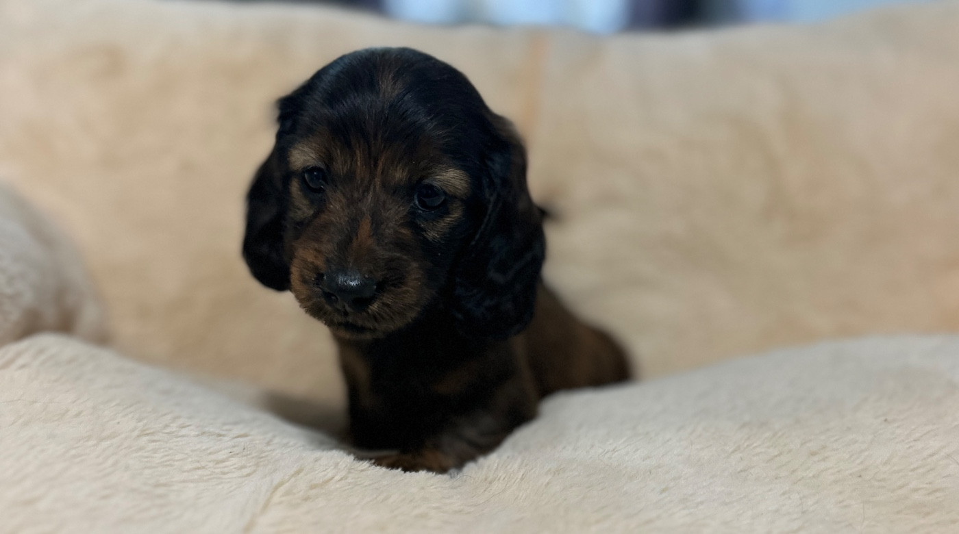 Di Casa Borgo - Chiots disponibles - Teckel poil long