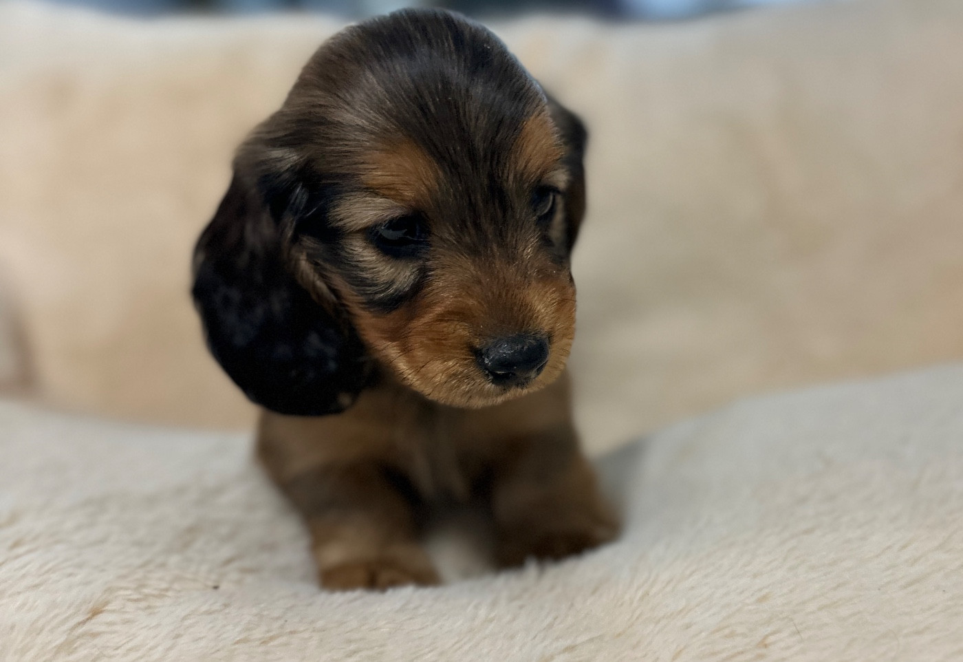 Di Casa Borgo - Chiots disponibles - Teckel poil long