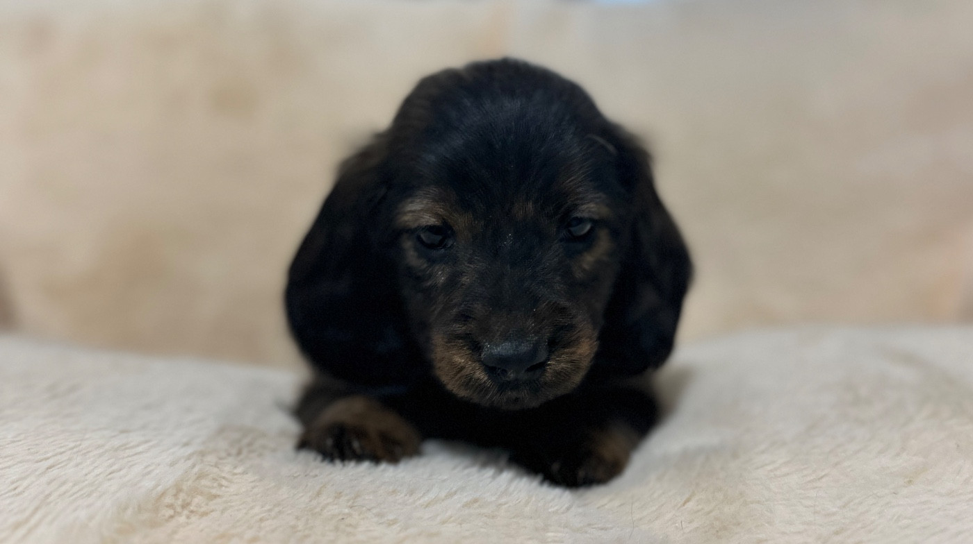 Di Casa Borgo - Chiots disponibles - Teckel poil long