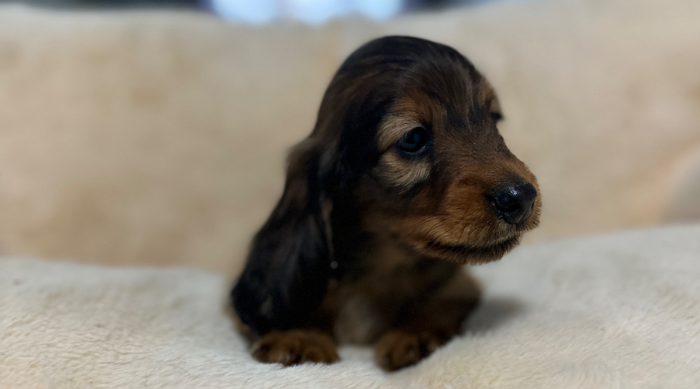 Di Casa Borgo - Chiots disponibles - Teckel poil long